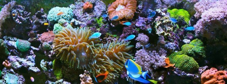November CORAL Extravaganza | Marine Aquarium Society of Colorado | The Denver Ear