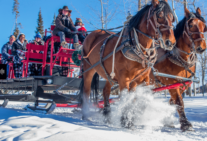 Enjoy a Horse Drawn Sleigh Ride | The Denver Ear