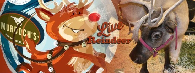 Live Reindeer | Murdoch's | The Denver Ear