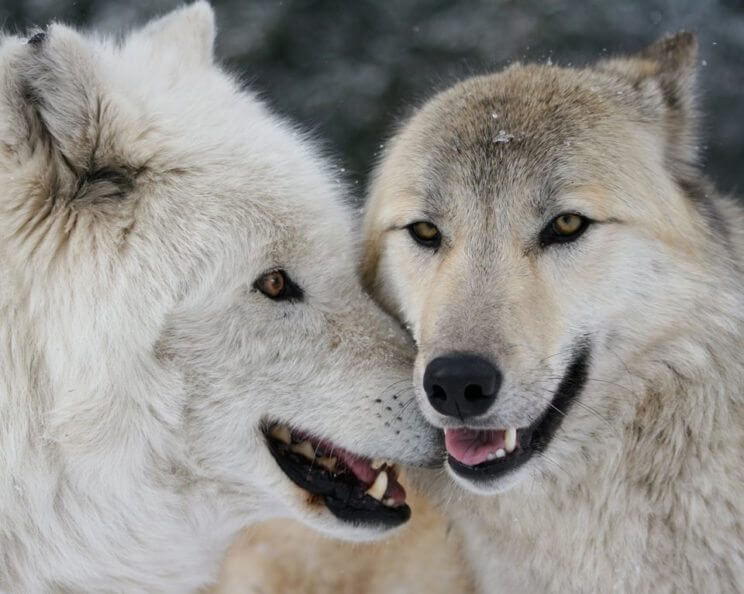 Colorado Wolf & Wildlife Center| The Denver Ear