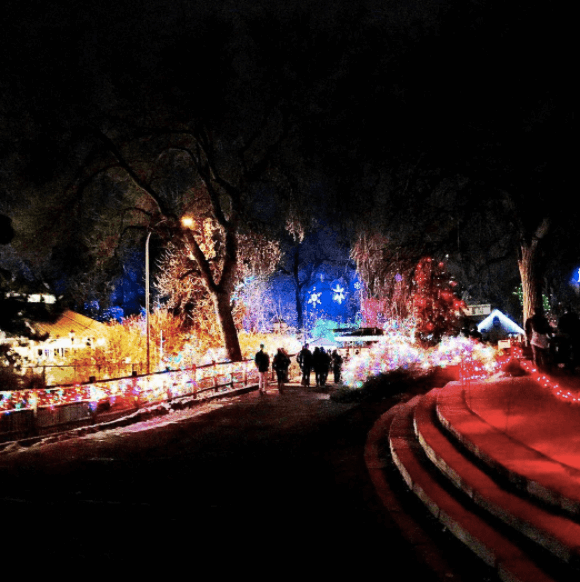 Zoo Lights | Denver Zoo | The Denver Ear