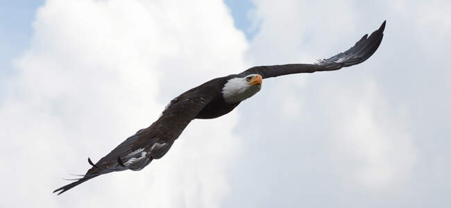 Bald Eagle Festival | The Denver Ear