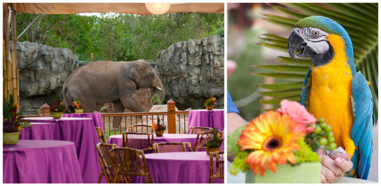 Denver Zoo Wedding | The Denver Ear