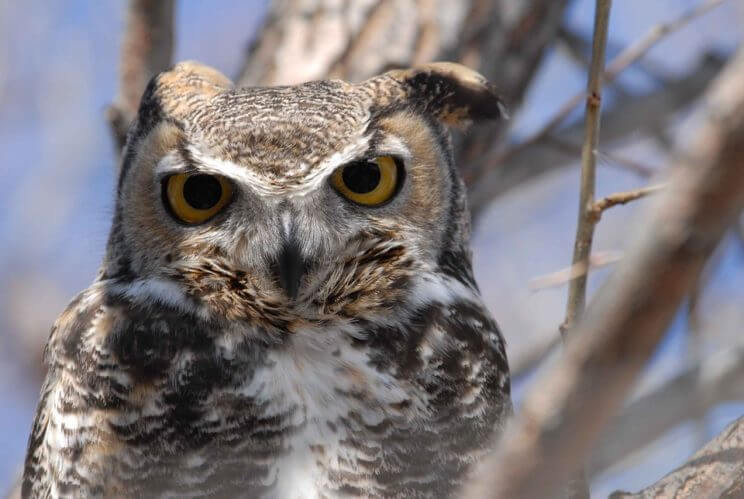 Love is in the Air: Bird Program | Barr Lake State Park | The Denver Ear