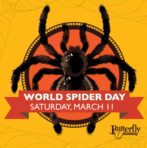 World Spider Day | The Denver Ear