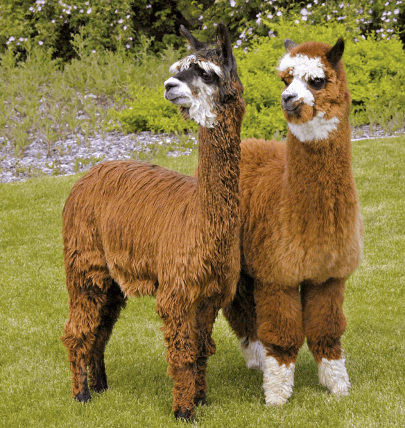 National Alpaca Show | The Denver Ear