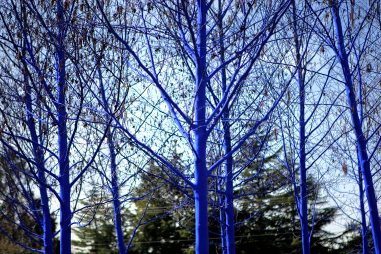 Denver Theatre District Will Feature Blue Trees This April | The Denver Ear