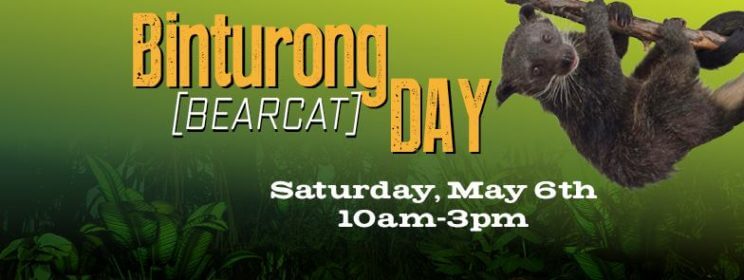 Binturong Day | The Denver Ear