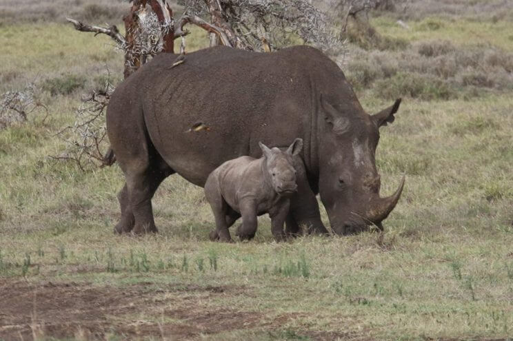 American Association of Zookeepers | The Denver Ear