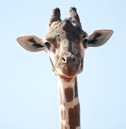 Denver Zoo | The Denver Ear