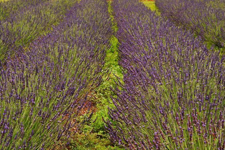 Lavender Association of Western Colorado | The Denver Ear