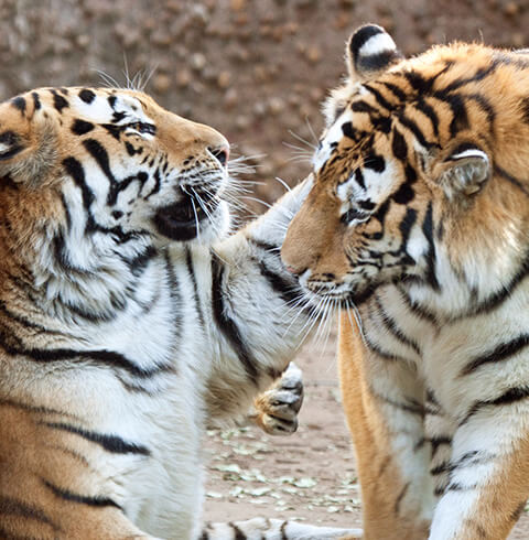 Denver Zoo | The Denver Ear