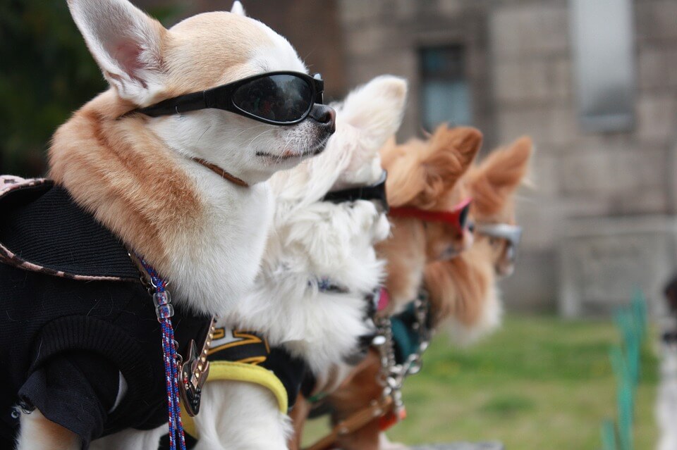 Outlets at Castle Rock’s First Annual Barks & Brews | The Denver Ear