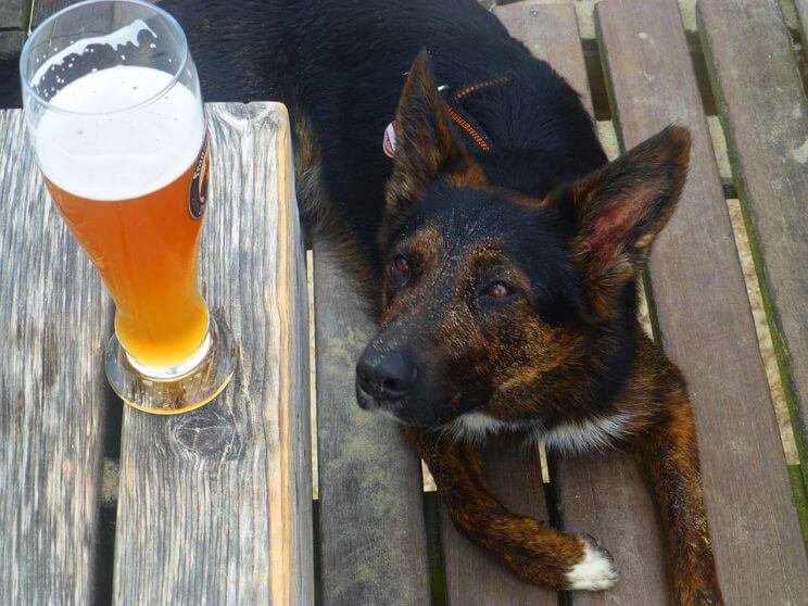 Outlets at Castle Rock’s First Annual Barks & Brews | The Denver Ear