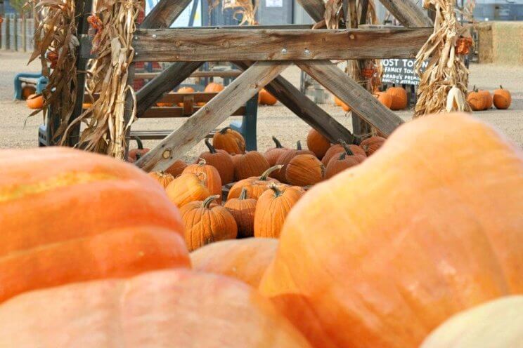 Anderson Farms | The Denver Ear