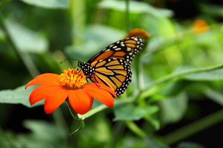 Butterfly Pavilion | The Denver Ear