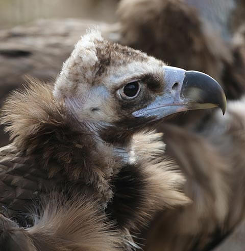 Denver Zoo | The Denver Ear