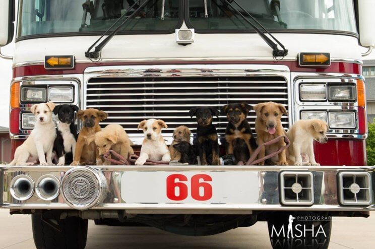 Fire Dog Rescue Calendar | The Denver Ear