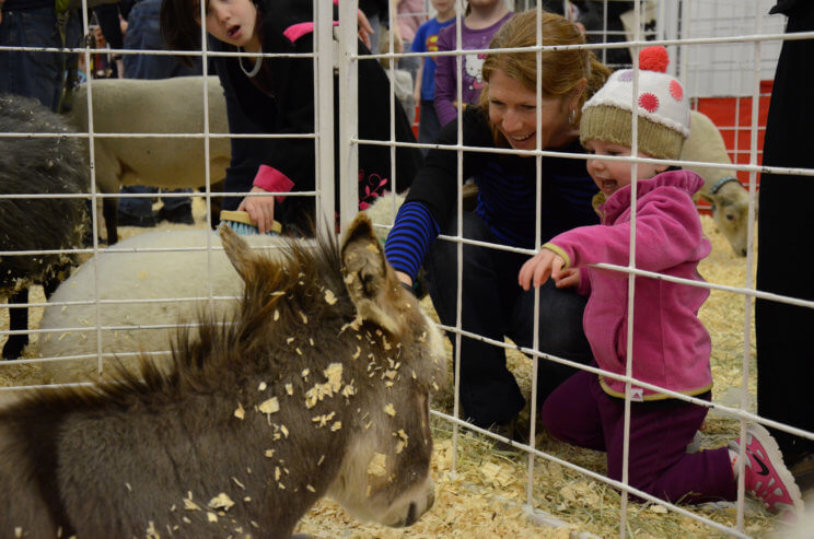 National Western Stock Show | The Denver Ear