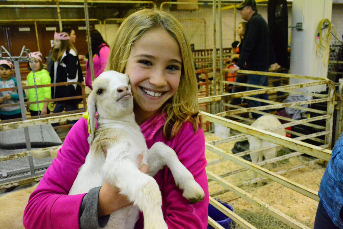 National Western Stock Show & Rodeo | The Denver Ear