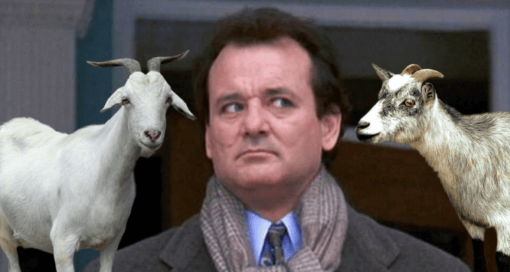 Groundhog's Day with Goats | The Denver Ear