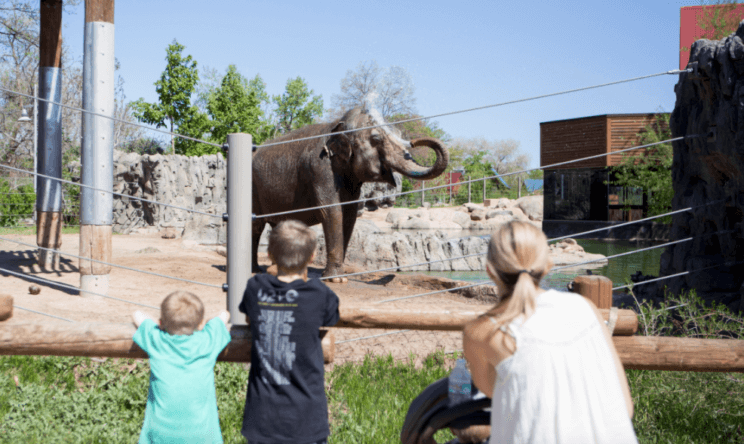 Denver Zoo | The Denver Ear