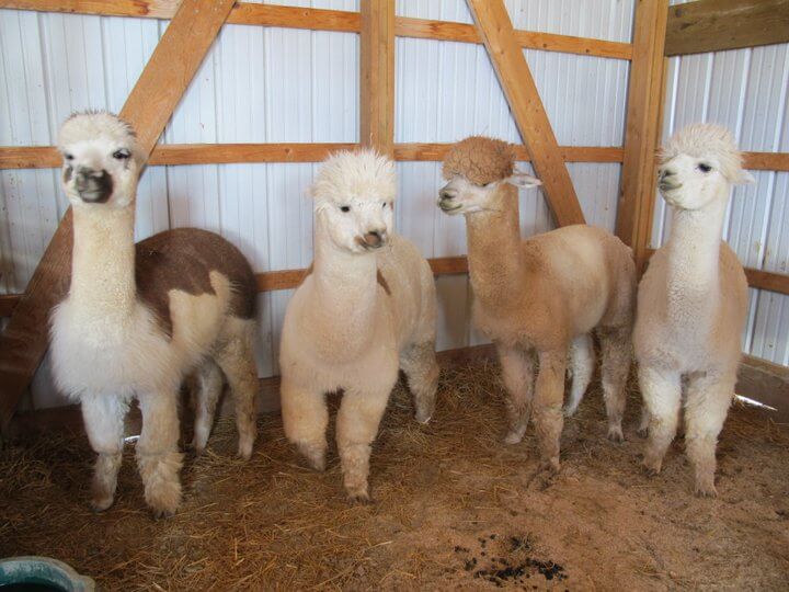  Alpaca Breeders Alliance of Northern Colorado (ABANC) | The Denver Ear