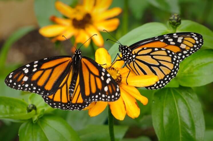 Butterfly Pavilion | The Denver Ear