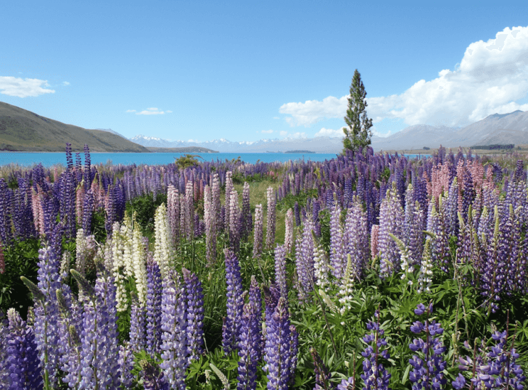 Wildflowers and Waterfalls: Amazing Spring Hikes in Colorado | The Denver Ear