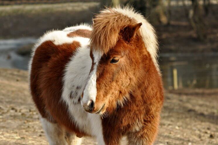 Rocky Mountain Horse Expo | The Denver Ear