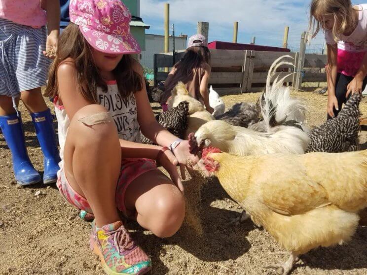 The Urban Farm At Stapleton | The Denver Ear