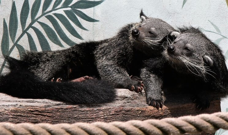 Binturong Bearcat | The Denver Ear