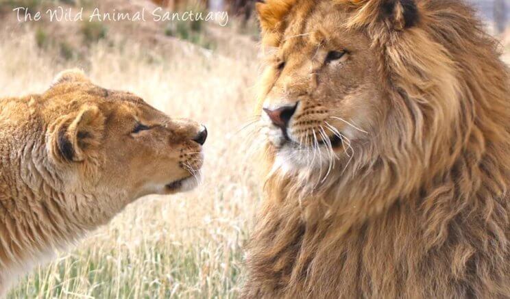 The Wild Life Sanctuary | The Denver Ear