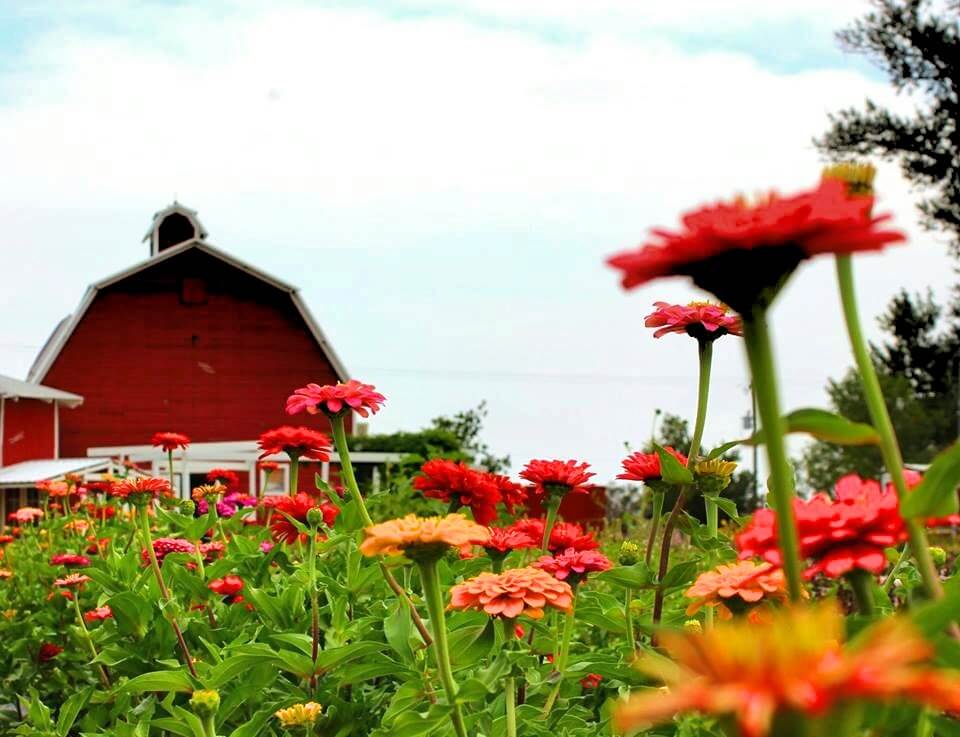 Berry Patch Farms | The Denver Ear