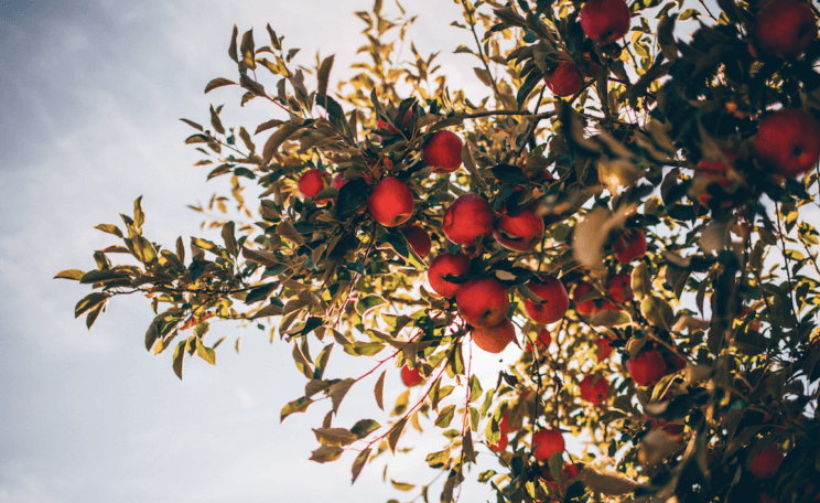 Happy Apple Farm | The Denver Ear