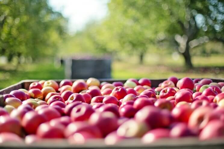 Miller Farms | The Denver Ear