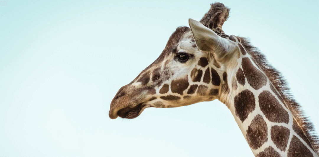 2019 Denver Free Days | The Denver Zoo