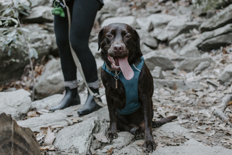 Dog-Friendly Hikes Near Denver