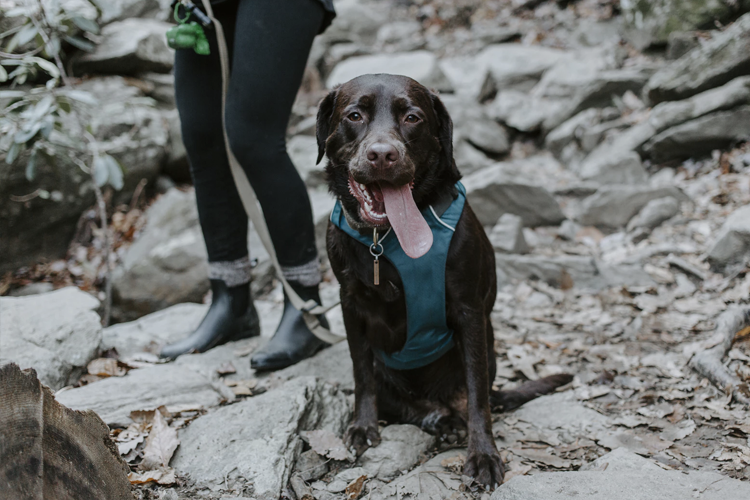 Our Favorite DogFriendly Hikes Near Denver The Denver Ear