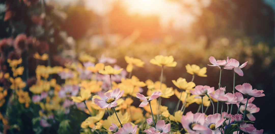 The Best Garden Centers Greenhouses And Nurseries In The Denver Area