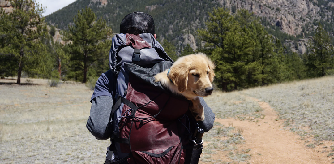 best places to hike with dogs