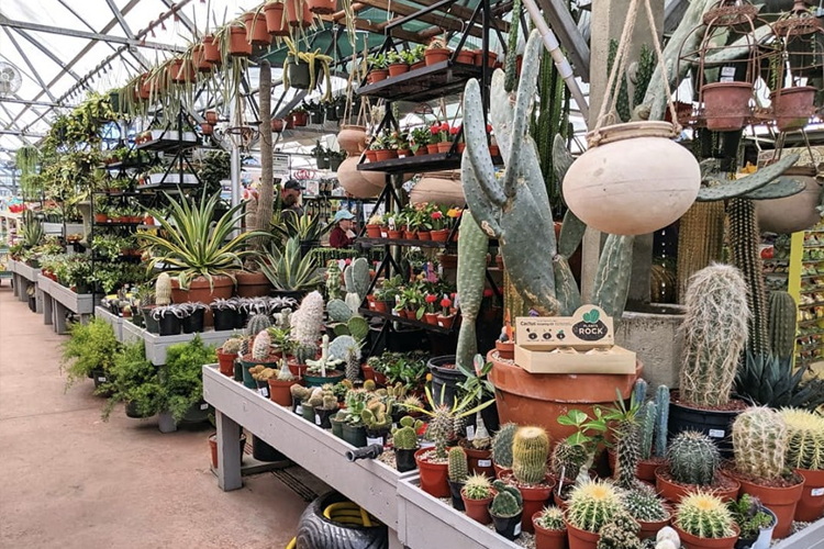 The Best Garden Centers, Greenhouses and Nurseries in the Denver Area
