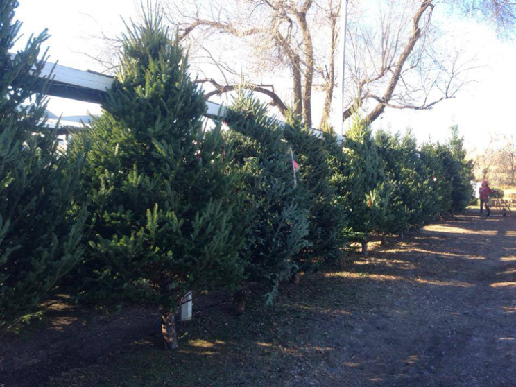 Christmas Tree Farms Denver