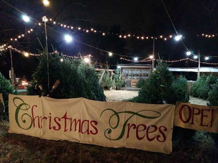 Christmas Tree Farms Denver