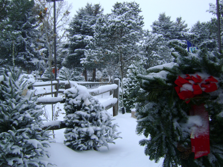 Christmas Tree Farms Denver