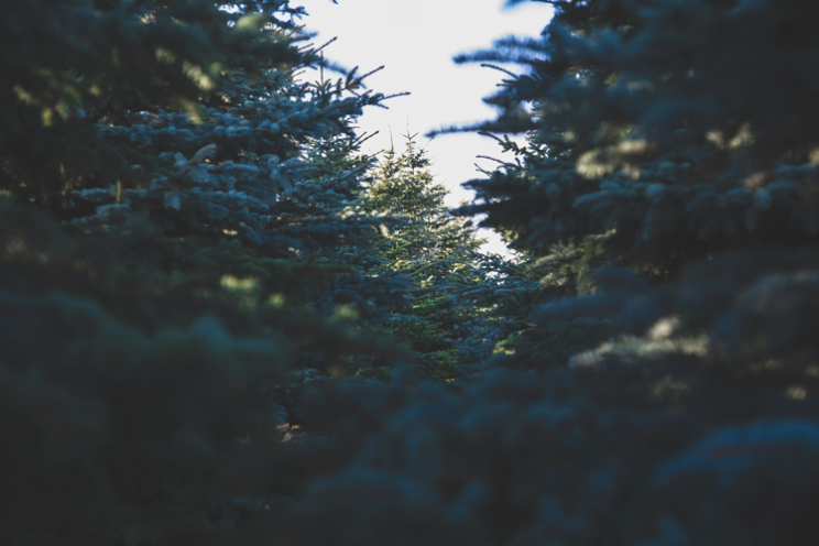 Christmas Tree Farms Denver