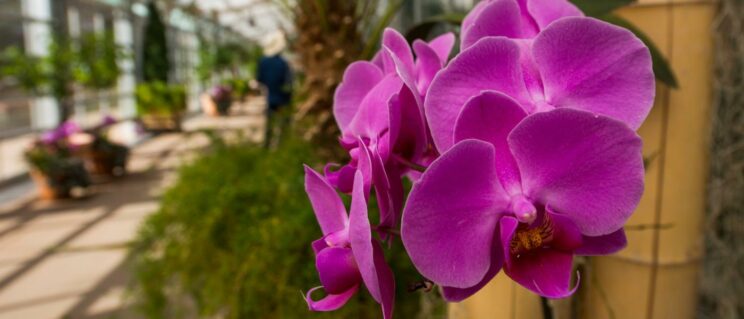 Denver Botanic Gardens | Things to do in Denver 