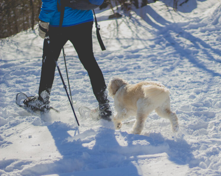 Denver Snowshoeing