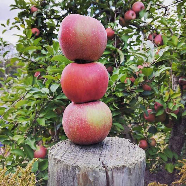 Ya Ya Farm Orchard Longmont, Colorado