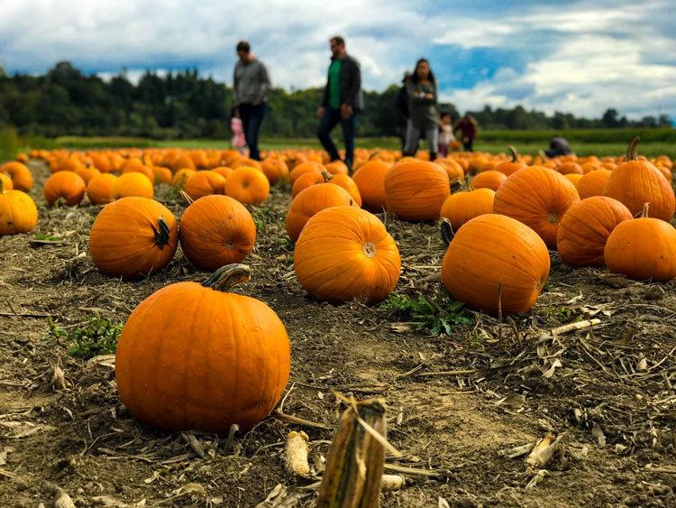 Denver, Colorado Pumpkin Patches